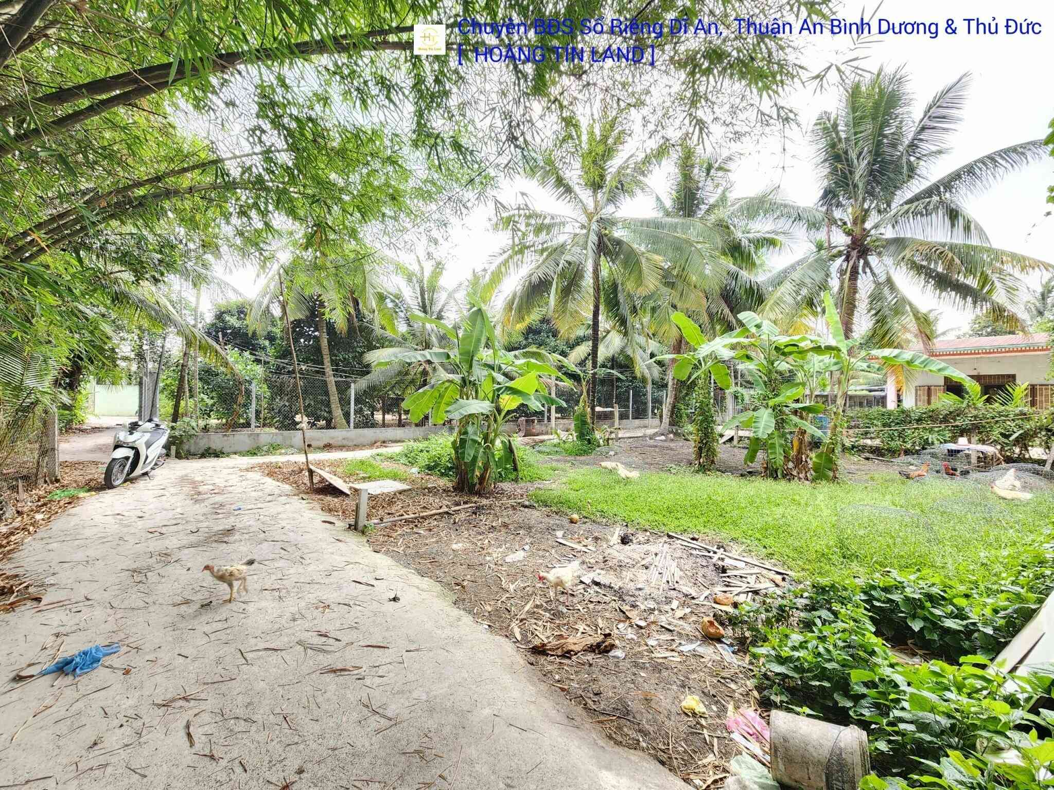 htl1981-(4)_optimized